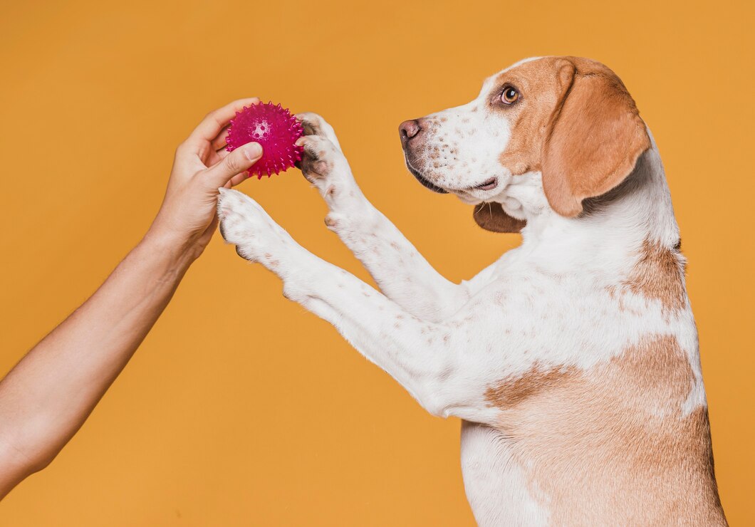 Zdrowe korzyści z karmy mięsnej dla psów z specjalnymi potrzebami dietetycznymi