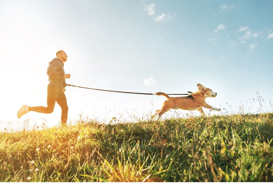 Bezpieczne bieganie z psem: jak unikać najczęstszych pułapek i wypadków