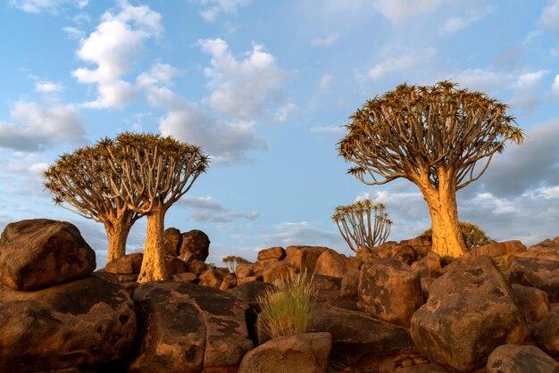 Jak przygotować się do safari fotograficznego w Namibii?