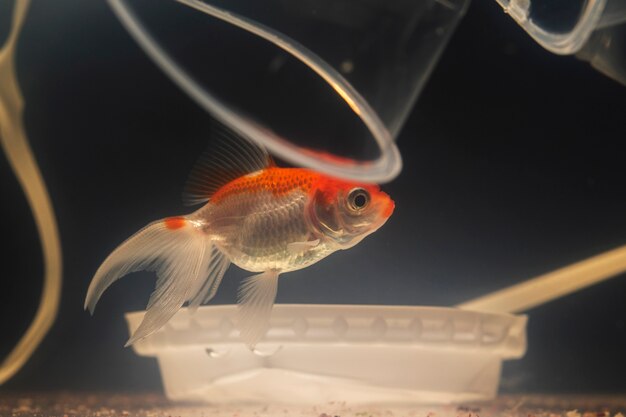 Zanurzenie w świecie akwarystyki jako sposób na relaks i wyciszenie umysłu